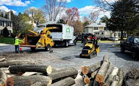 Tree and Shrub Care in Rutland, VT